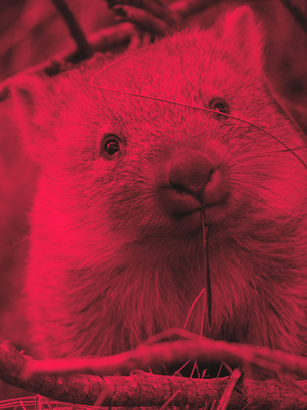 baby wombat image